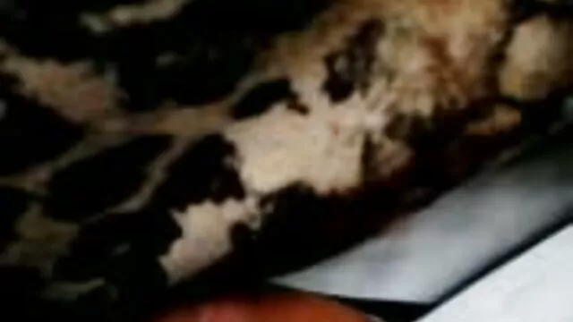 Khiêu dâm, không giấy đăng ký  Ashlee phim sex nhat ban hd khong che Lynn